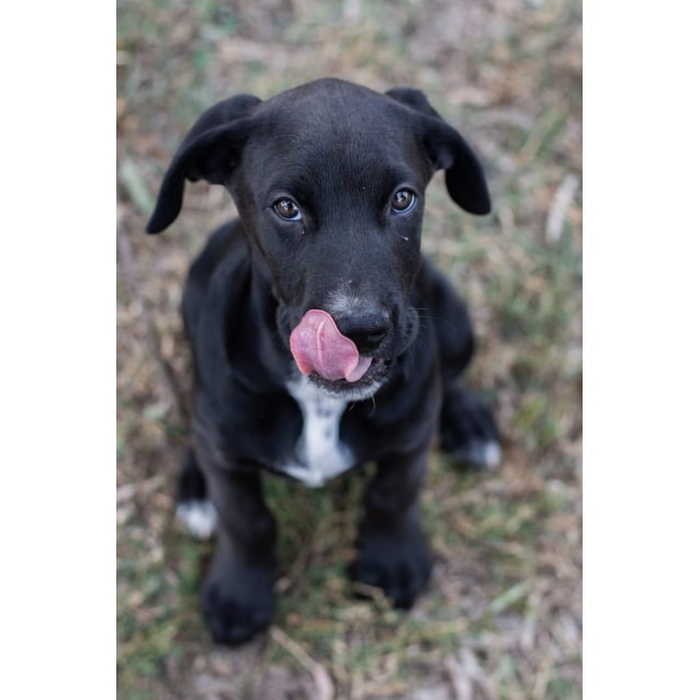 doberman x great dane