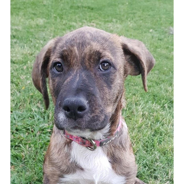 Puppy Bull Arab Dog Breed Brindle Catahoula Puppy Bull Arab Cross