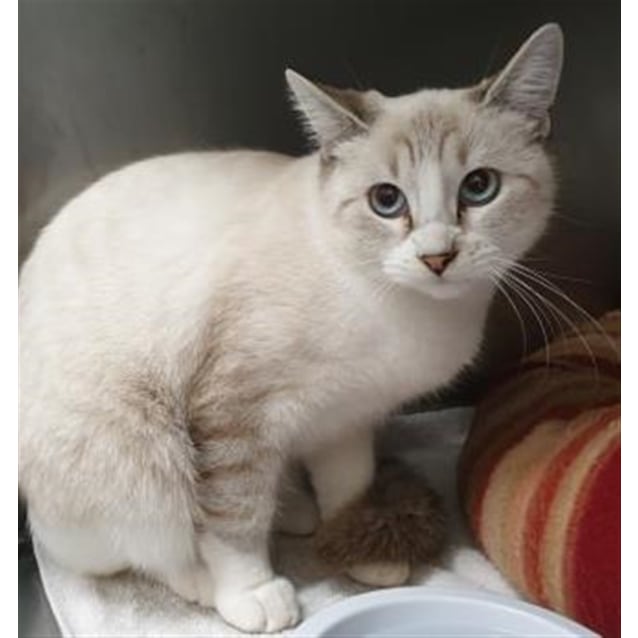 Pepsi Female Ragdoll x Snowshoe Mix Cat in QLD PetRescue