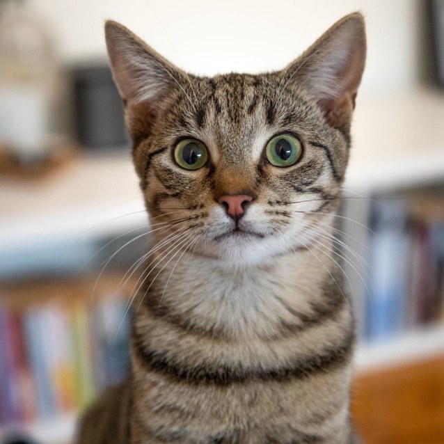 Narcissus (AKA Sussy) - Male Domestic Short Hair Cat in VIC - PetRescue