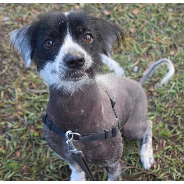 chinese crested mix
