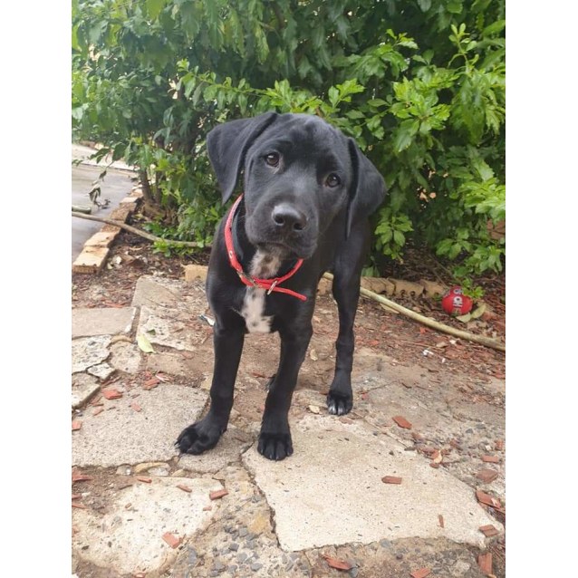 dalmatian rottweiler