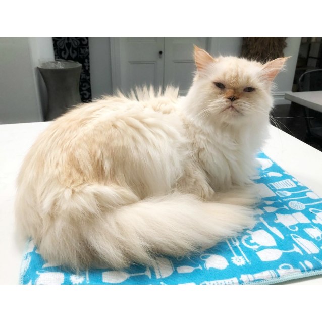 Timmy ⚜ - Male Himalayan x Ragdoll Cat in VIC - PetRescue