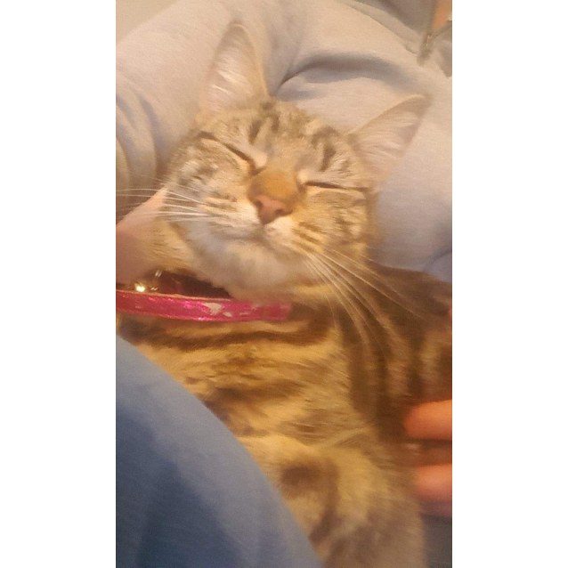 Elsa Female Domestic Short Hair Cat In Vic Petrescue
