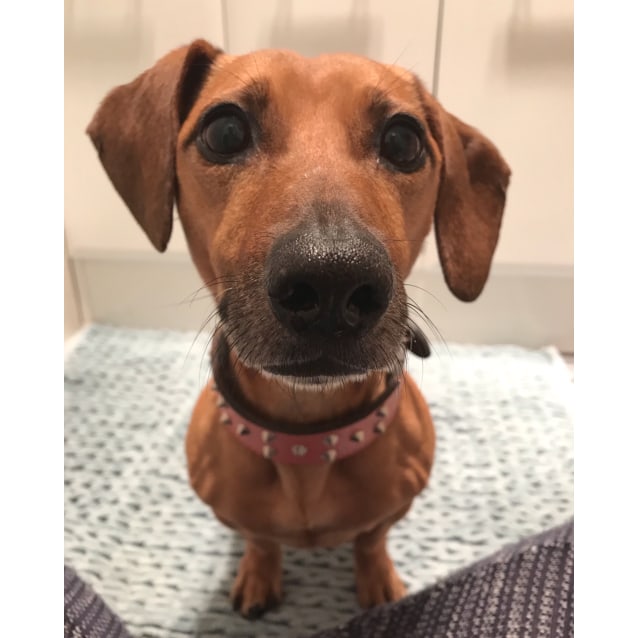 Shortie Small Female Dachshund Dog In Nsw Petrescue