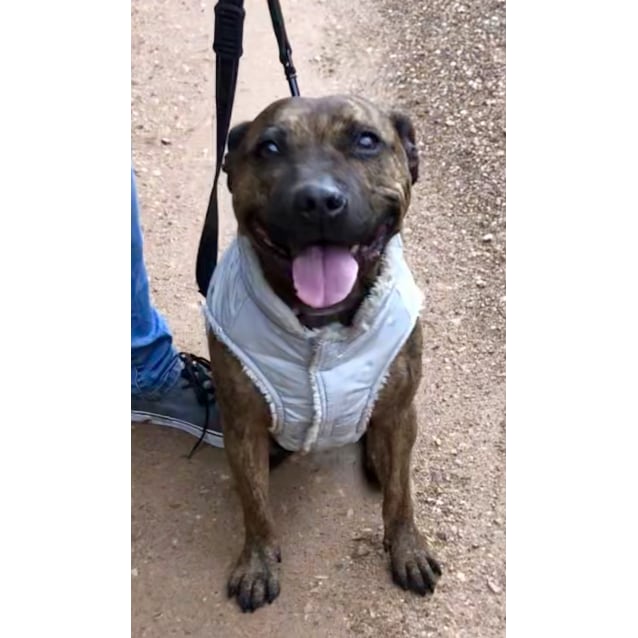 Mish Medium Female Staffordshire Bull Terrier Dog In Vic Petrescue