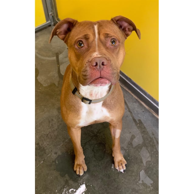 american bulldog x bullmastiff