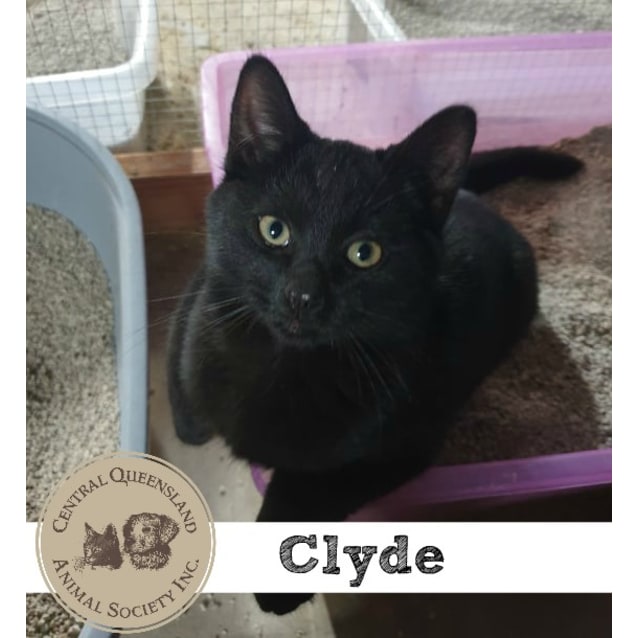 Clyde Male British Shorthair Cat In Qld Petrescue