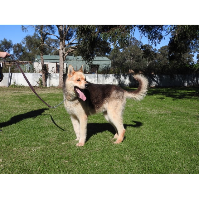 Jackie - Large Male Siberian Husky x German Shepherd Dog ...