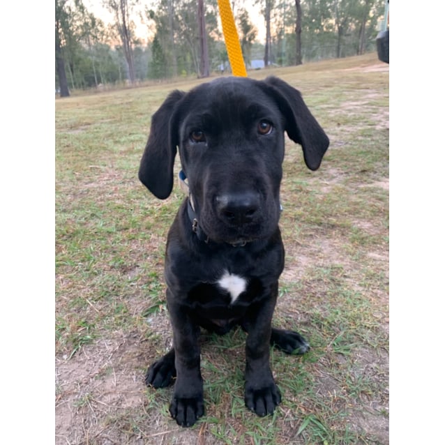 neapolitan mastiff great dane