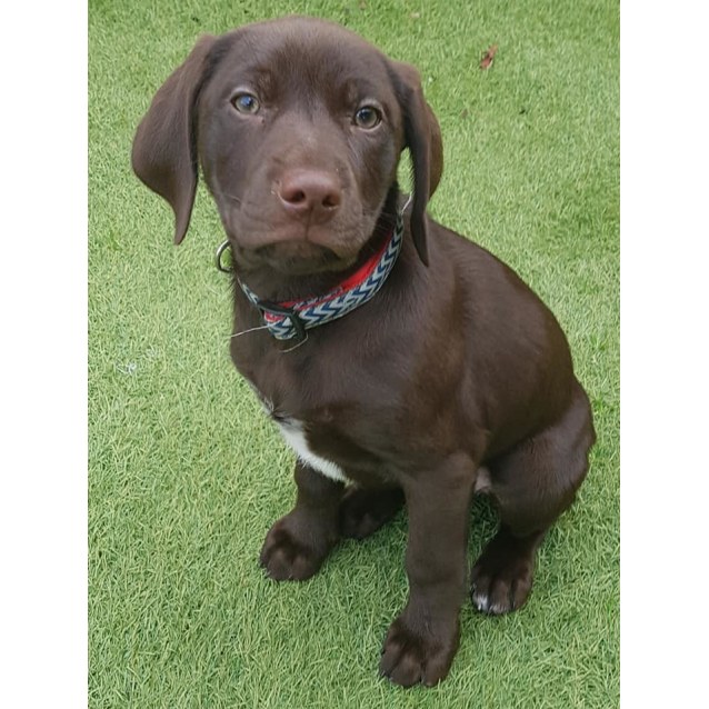 Chocolate Medium Male German Shorthaired Pointer Mix Dog In Wa