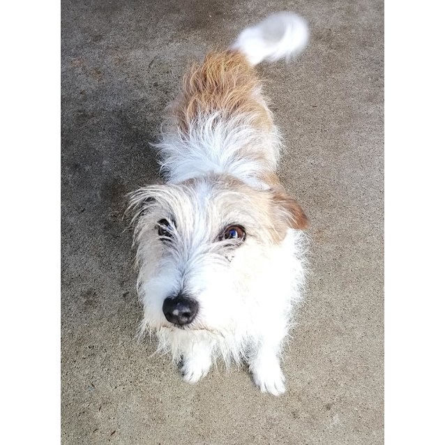 Edie Small Female Jack Russell Terrier Dog In Nsw Petrescue
