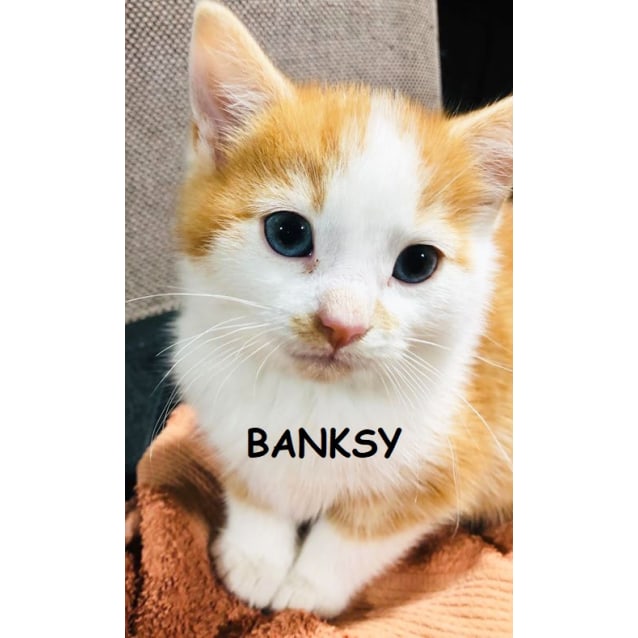 Banksy Male Domestic Short Hair Cat In Nsw Petrescue