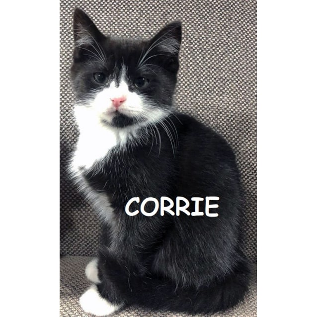 Corrie Female Domestic Short Hair Cat In Nsw Petrescue