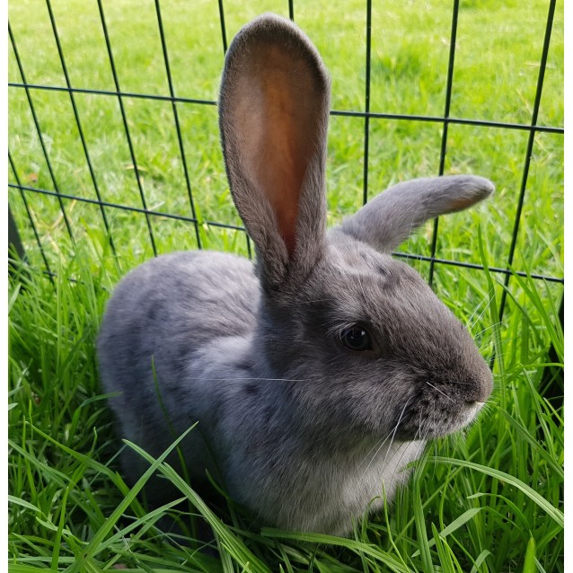 Red **On Trial With My New Family** - Male British Giant Rabbit in WA ...
