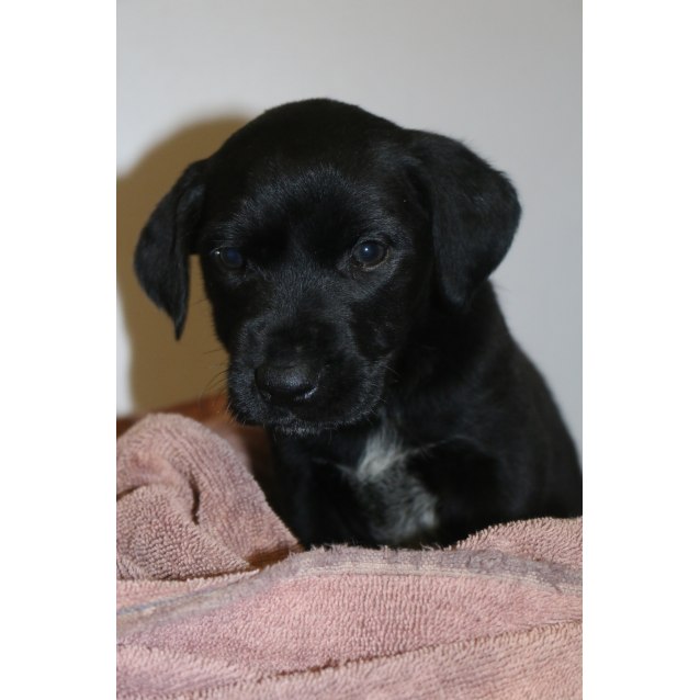 Mercy Large Female German Shorthaired Pointer X Irish