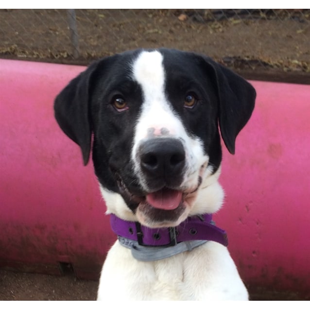 bloodhound border collie mix