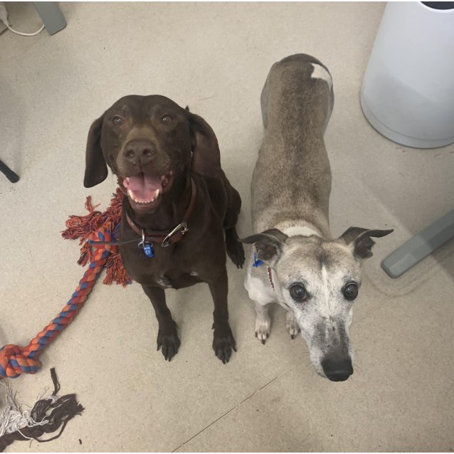 Jasper Medium Male Whippet Dog In Nsw Petrescue