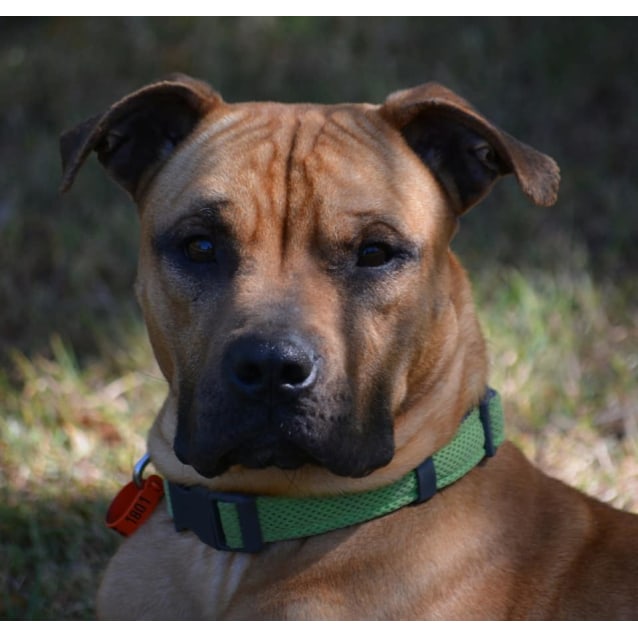 Milo Medium Male Boxer x American Staffordshire Bull Terrier Mix Dog in QLD PetRescue