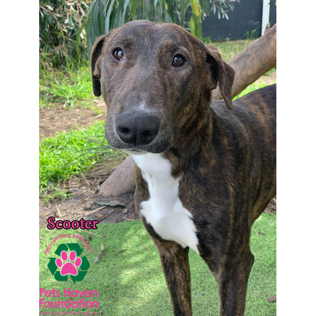 Scooter Large Male Greyhound Mix Dog In Vic Petrescue