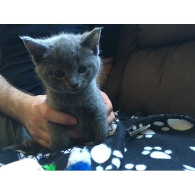 Apollo Male British Blue Mix Cat In Qld Petrescue