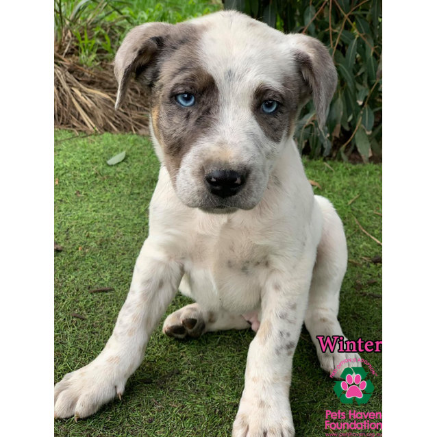 Winter Medium Male Catahoula Mix Dog In Vic Petrescue