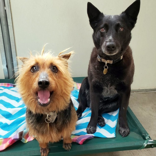 Millie Coco Medium Female Kelpie X Silky Terrier Mix Dog In