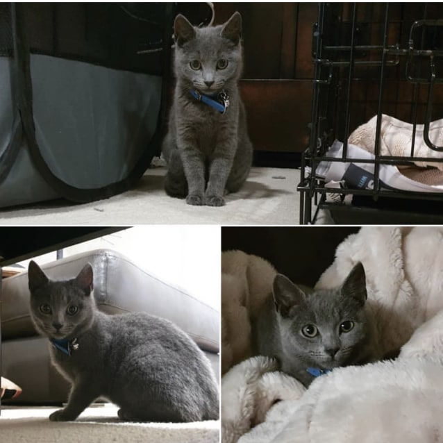 Ash Female Russian Blue Mix Cat In Nsw Petrescue