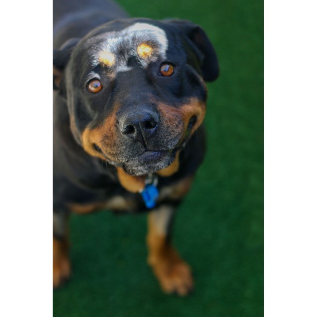 Daphne Large Female Rottweiler Mix Dog In Nsw Petrescue
