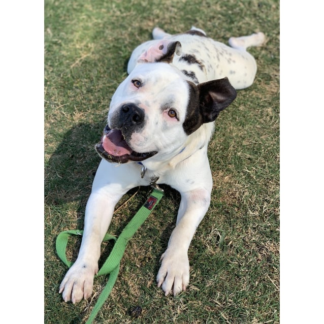 Johnson Bulldog X Pitbull Johnson Bulldog X Staffy 2025