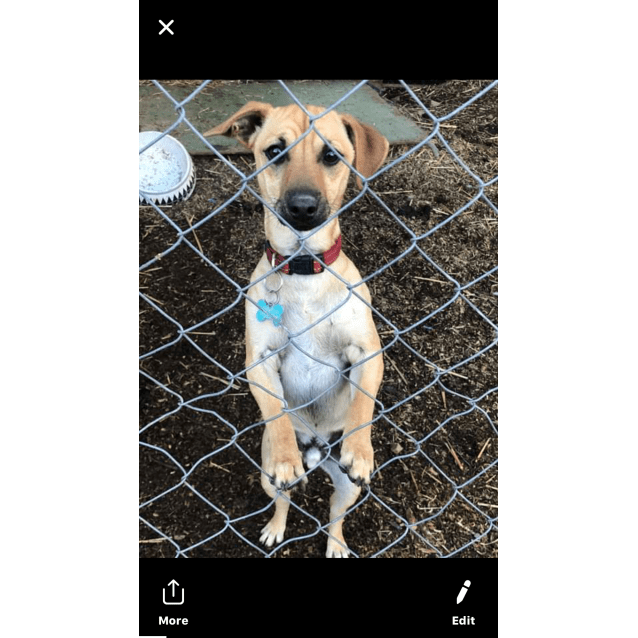 Peanut - Small Male Mini Pinscher x Miniature Fox Terrier ...