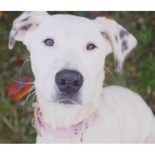 Mea Large Female German Shorthaired Pointer X Lurcher Mix Dog In