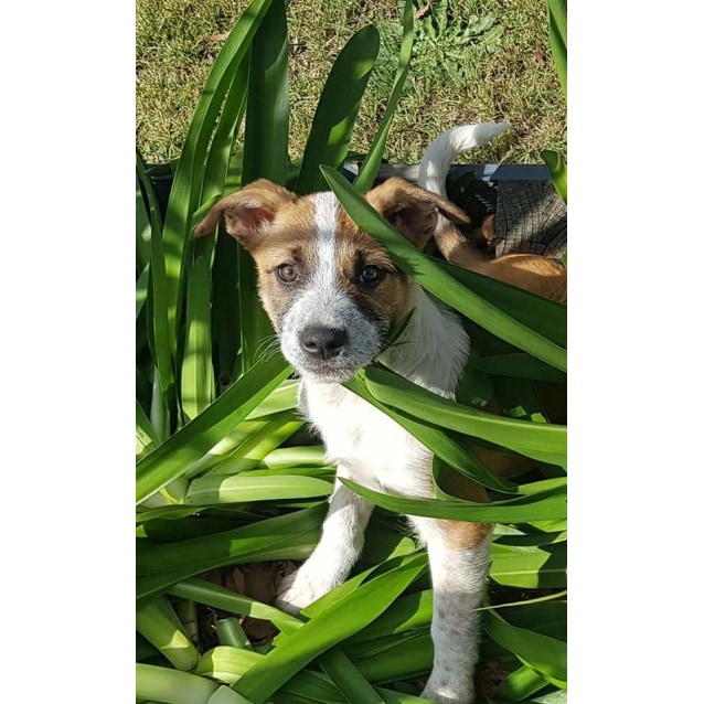 Jersey Large Female Irish Wolfhound x Bull Arab x Cattle Dog Mix Dog in NSW PetRescue