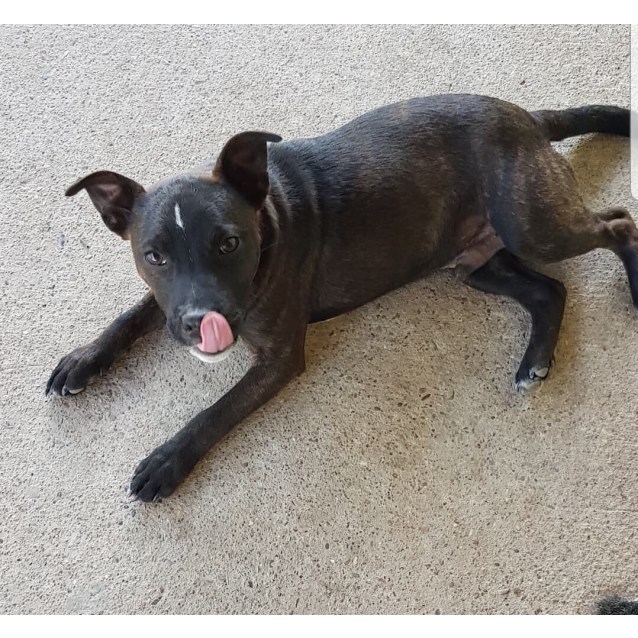staffy cross foxy puppies