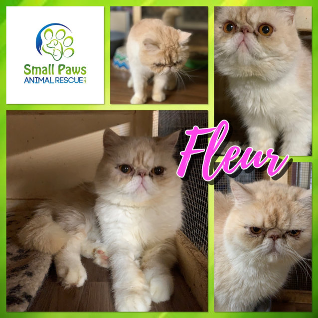 Fleur Female Exotic Shorthair Cat In Qld Petrescue