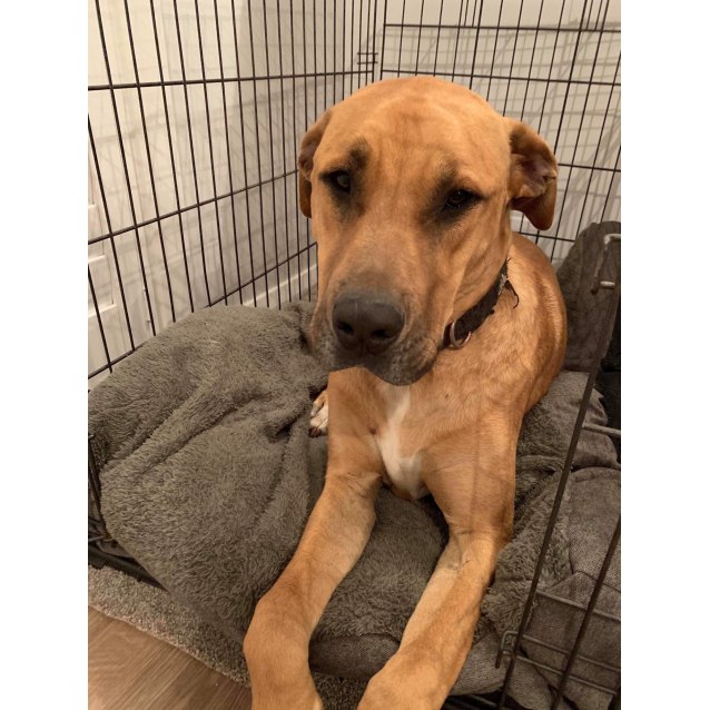 bullmastiff x wolfhound