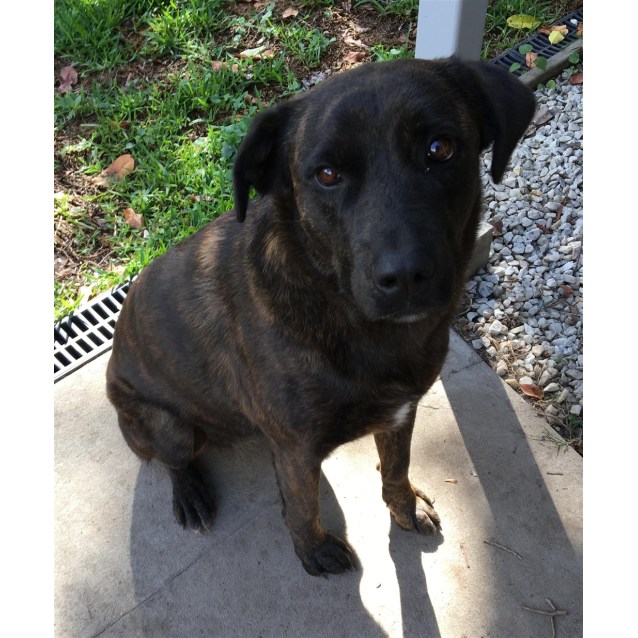 Beckie Large Female Dutch Shepherd X Louisiana Catahoula Leopard