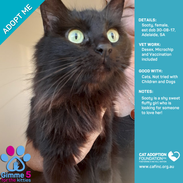 Sooty Female Domestic Medium Hair Cat In Sa Petrescue