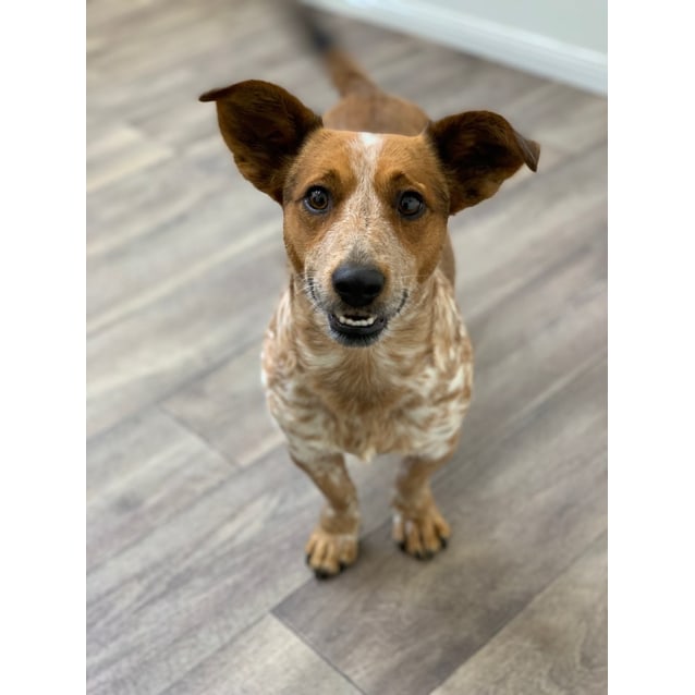 red heeler x jack russell