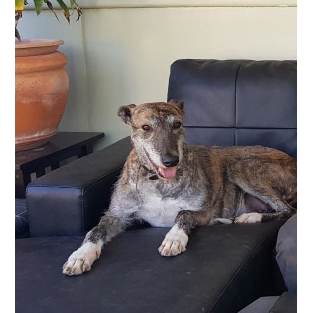 Gypsie Medium Female Greyhound x Irish Wolfhound Mix Dog in WA PetRescue