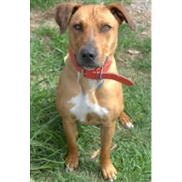 Calliope Large Female Rhodesian Ridgeback x Catahoula Mix Dog in NSW PetRescue