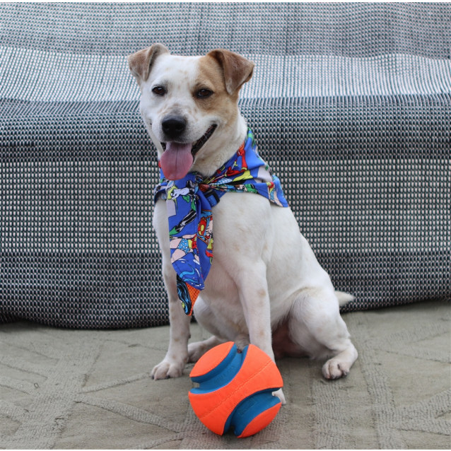 Baxter Medium Male Australian Cattle Dog x Jack Russell Terrier Mix