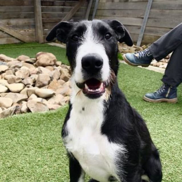 Tasha 925829 Large Female Irish Wolfhound x Bull Arab Dog in VIC PetRescue