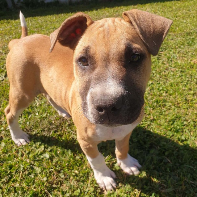 Tucker Staffy X Mastiff (on trial 13/10/19) Medium Male Staffy x