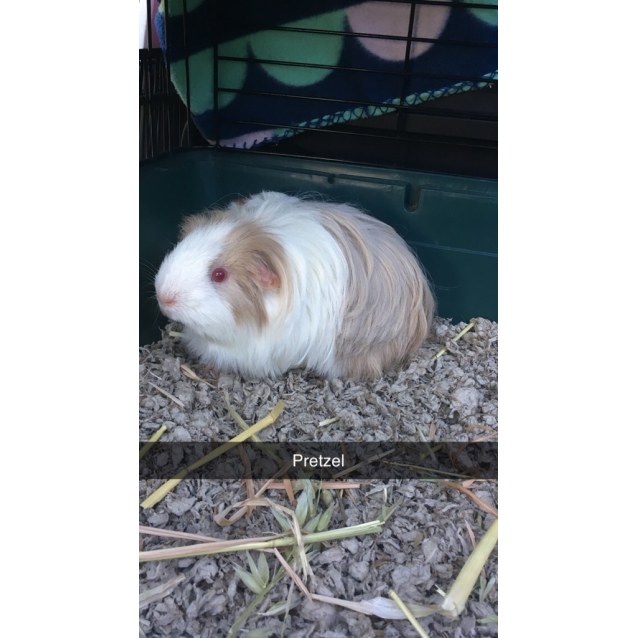 Pretzel - Female Long-hair Peruvian Guinea Pig in NSW ...