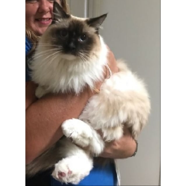 ragdoll muffin