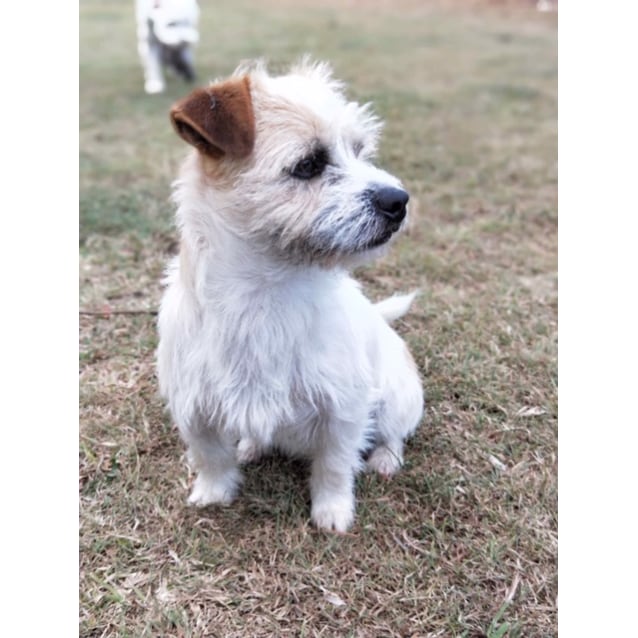Teddy - Small Male Shih Tzu x Miniature Fox Terrier Mix Dog in QLD ...