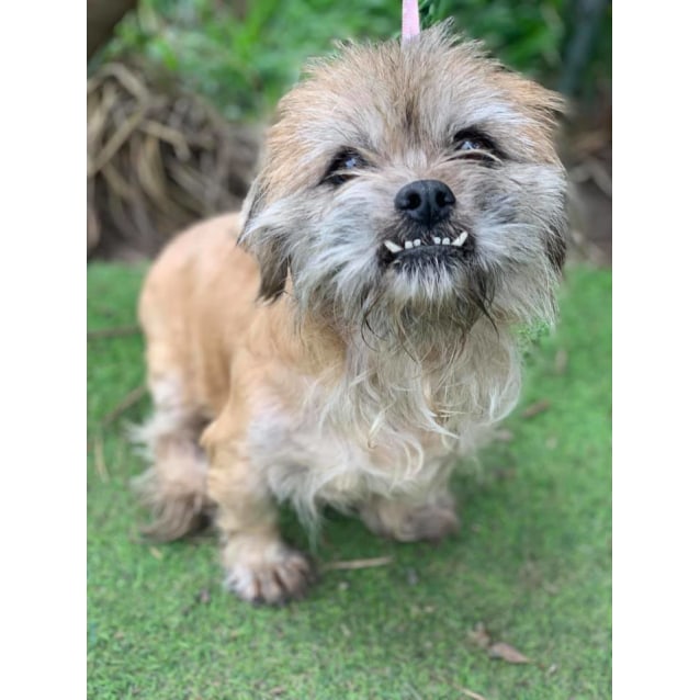 pekingese shih tzu cross