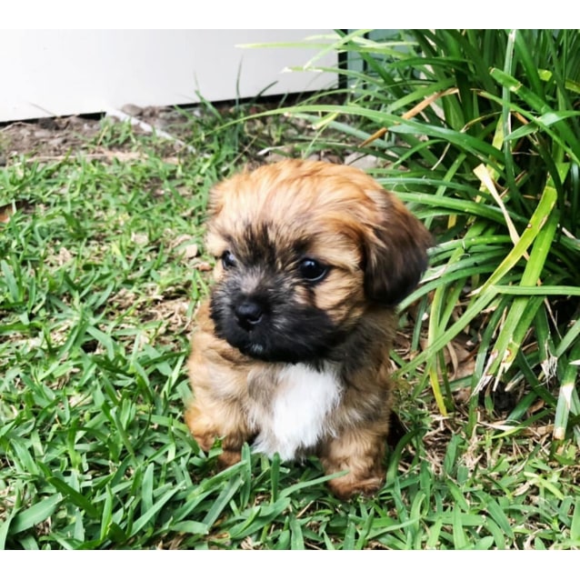 lhasa apso x chihuahua