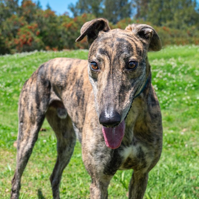 Victor Large Male Greyhound Dog In Nsw Petrescue